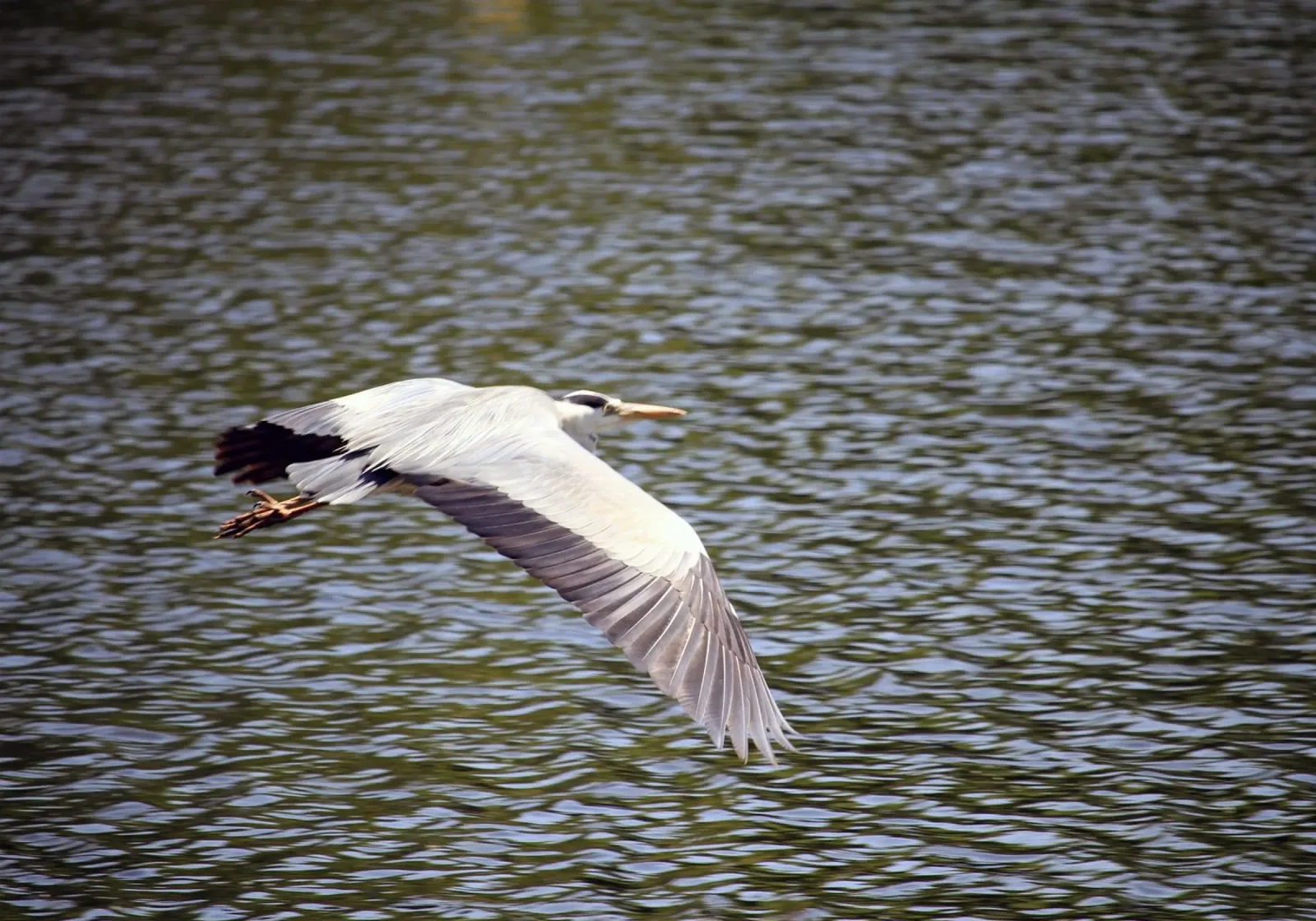 Airone in volo sull'acqua pellicola backlit da Jack C Photography