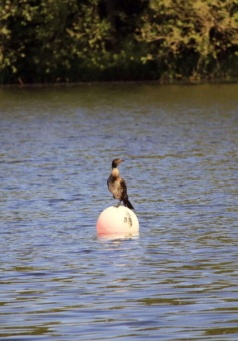 Kormoran auf einer Boje im See sitzend Backlit Folie von Jack C Photography