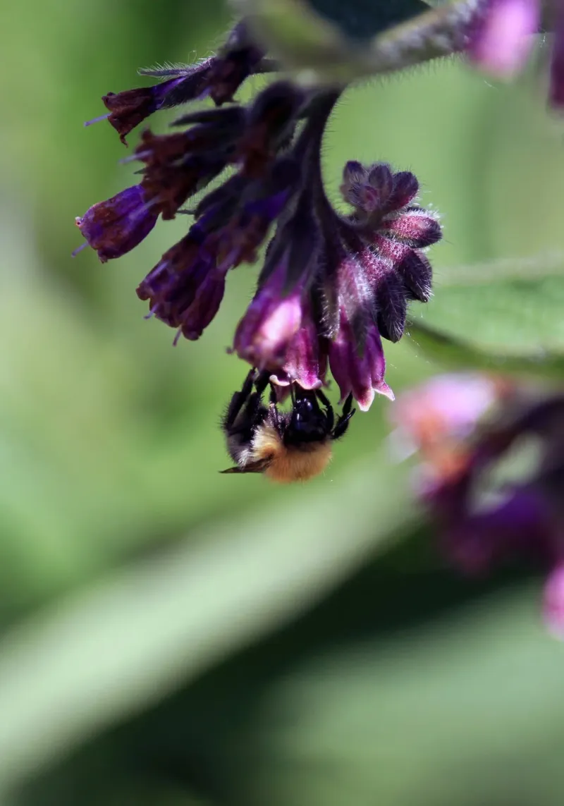 Bombi che impollinano i fiori di Comfrey pellicola backlit da Jack C Photography