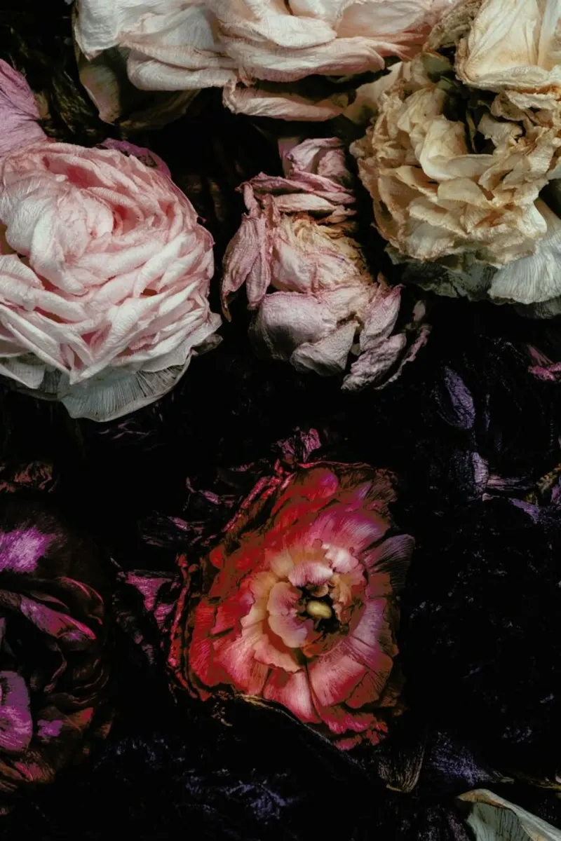 Ranunculus No 11 poster con telaio in plastica da Leigh Viner