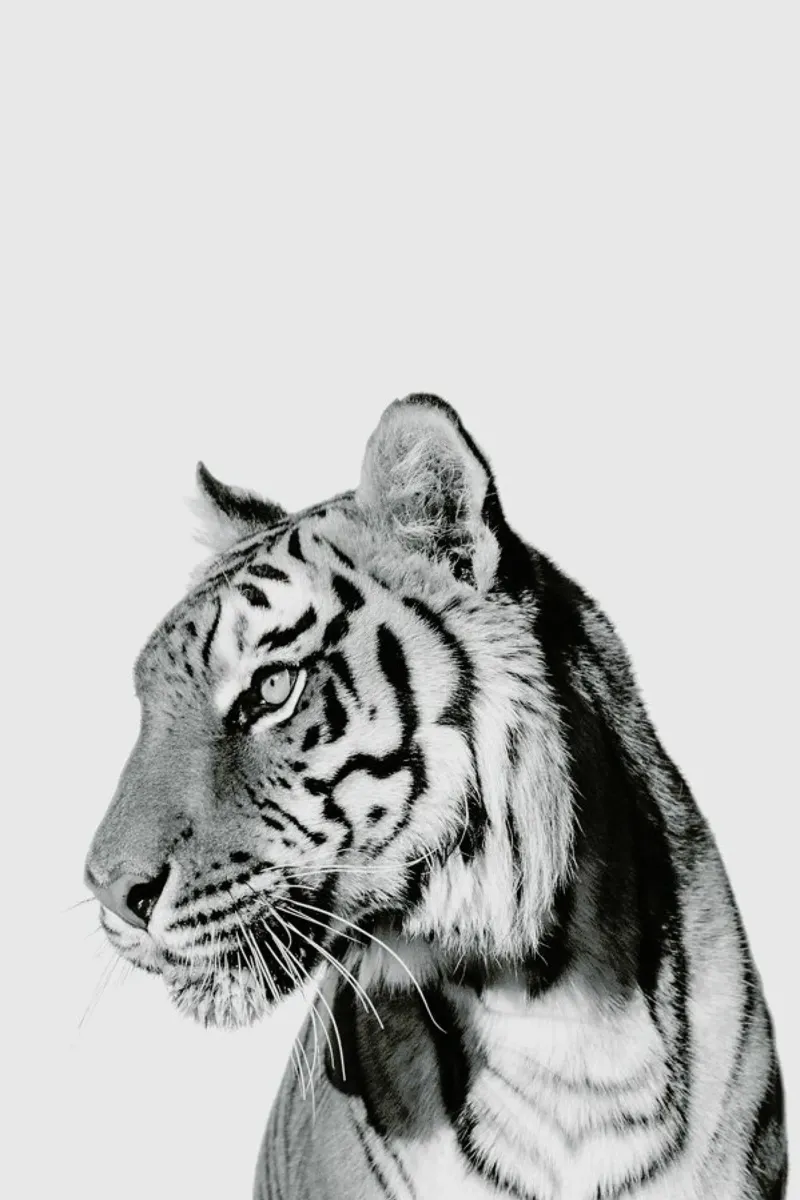 Tiger II pellicola backlit da Paws & Claws
