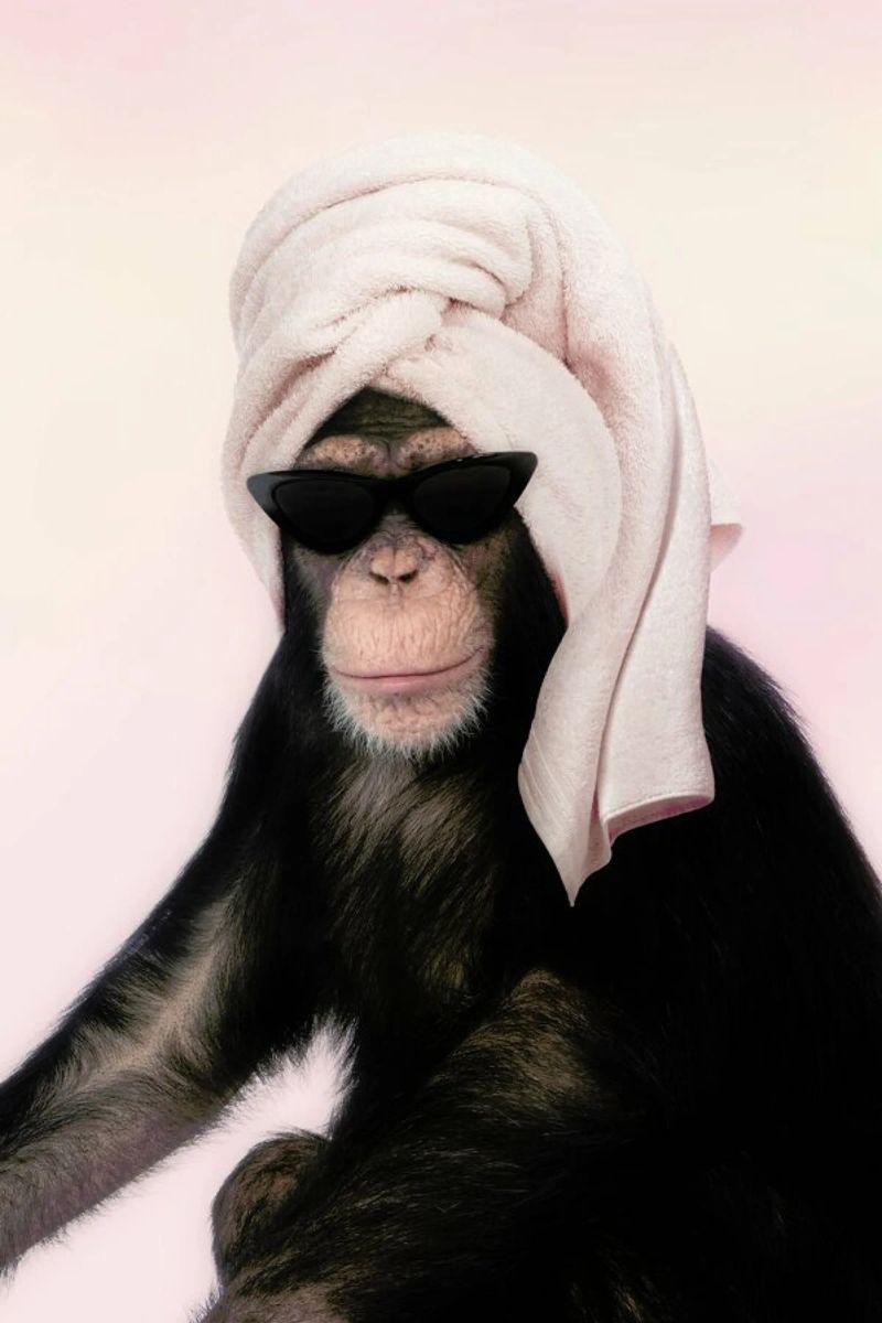 Chimp hahnemühle de Paul Fuentes Design