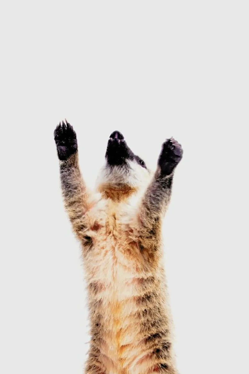 Meerkat pellicola backlit da Paws & Claws