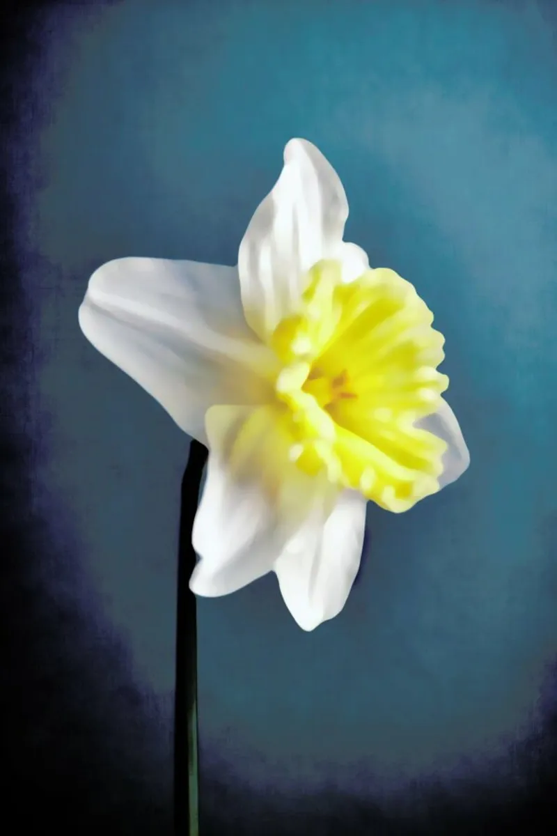 Narciso 9 pellicola backlit da Angelo Cerantola