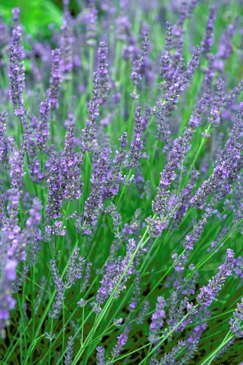 Lavender pellicola backlit da Curious Collections by Marielle Leenders