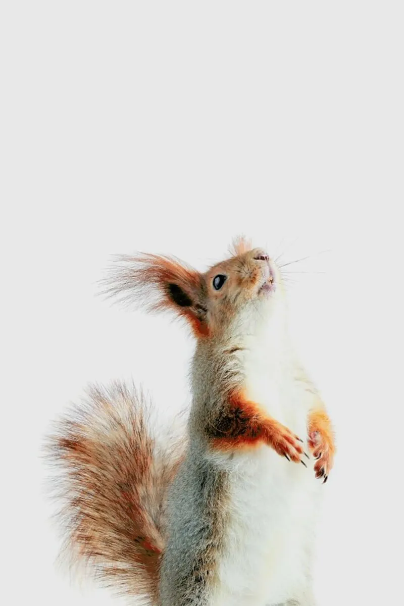 Red Squirrel II plexiglass da Paws & Claws