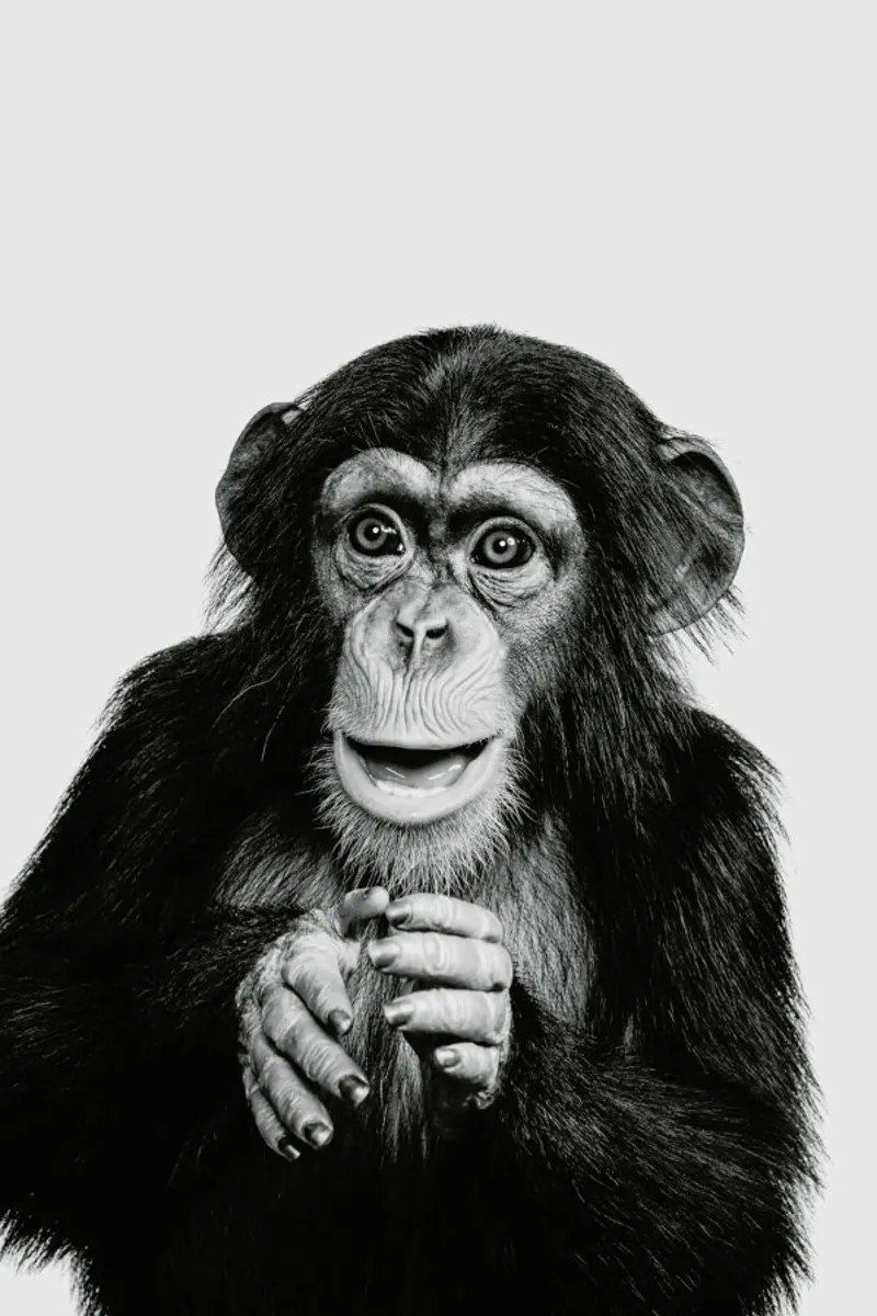 Chimpanzee II pellicola backlit da Paws & Claws