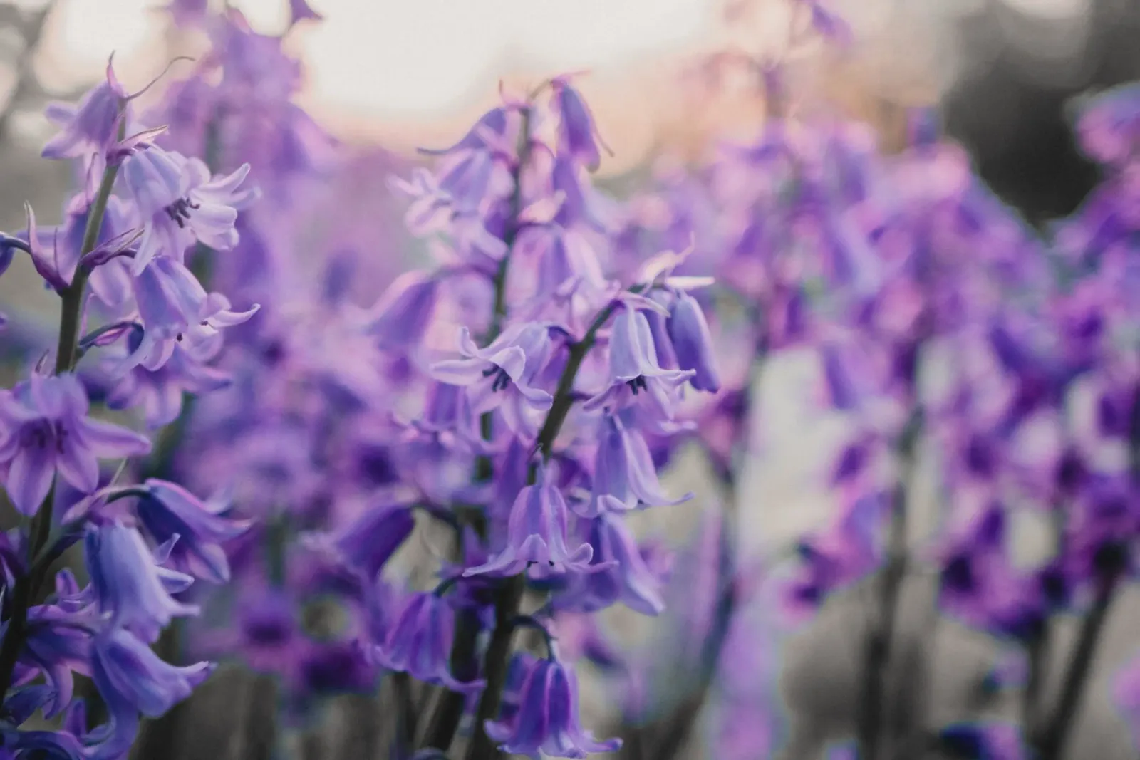 Purple flowers hahnemühle van Sibbershusum