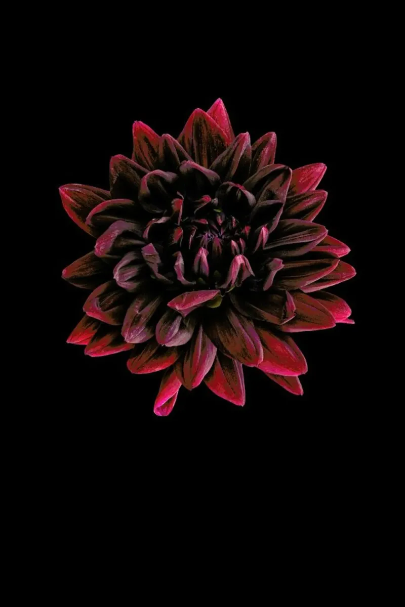 Dahlia 3 pellicola backlit da Curious Collections by Marielle Leenders