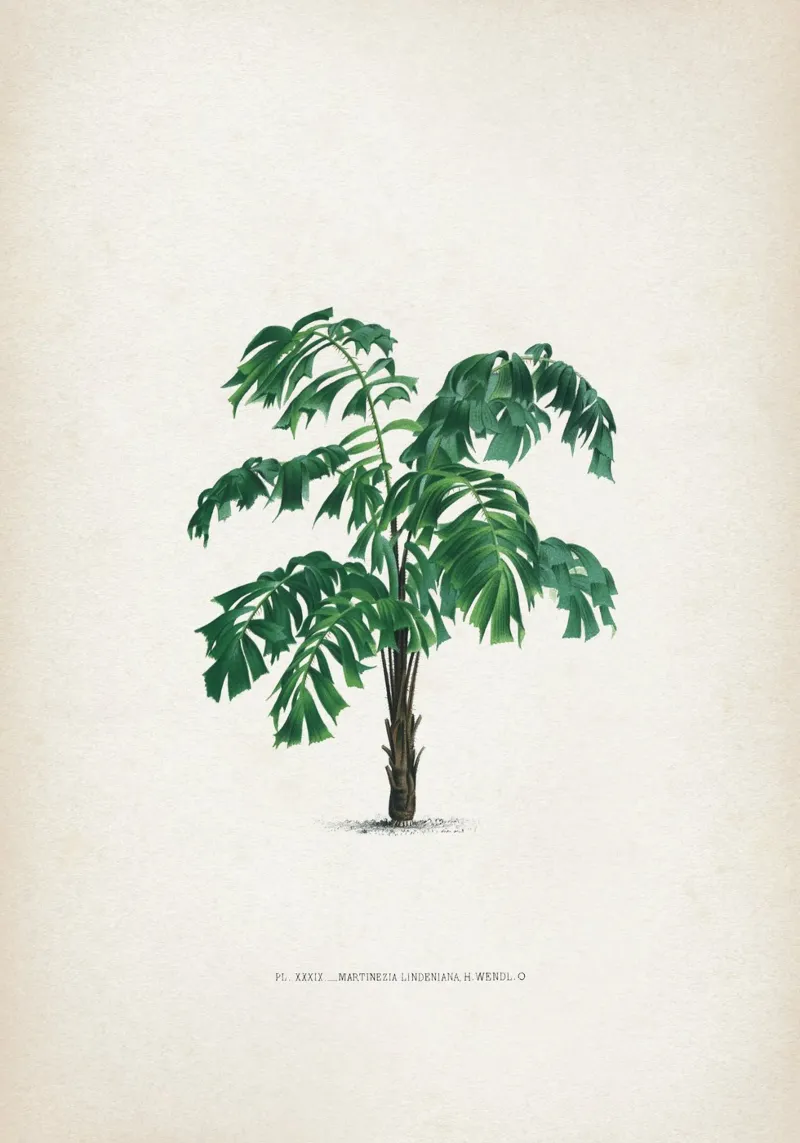 Vintage Kerchove 4 Les Palmiers 39 poster con telaio in plastica da Vintage Print Collection