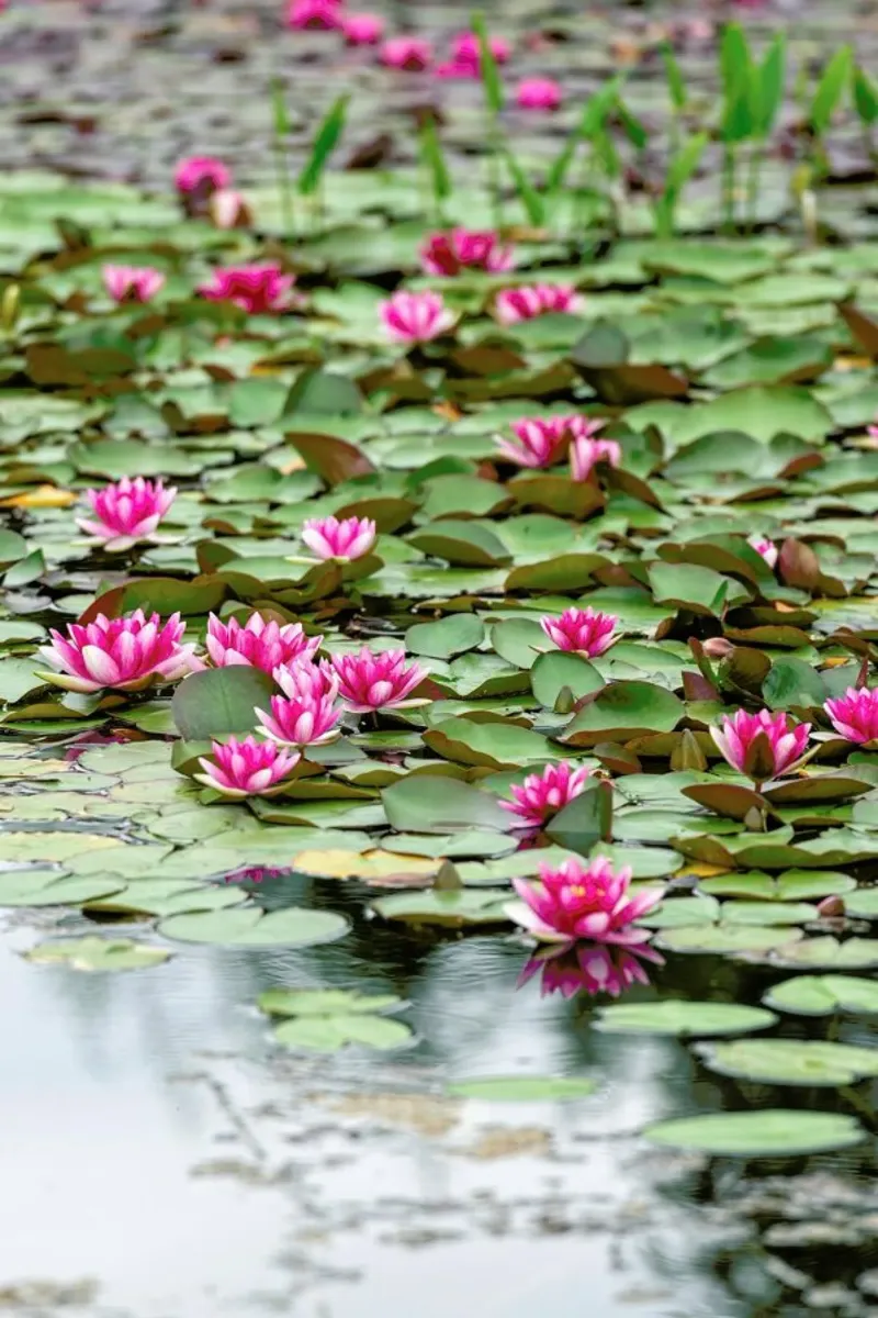 Waterlillies 1 poster con marco de madera de Curious Collections by Marielle Leenders