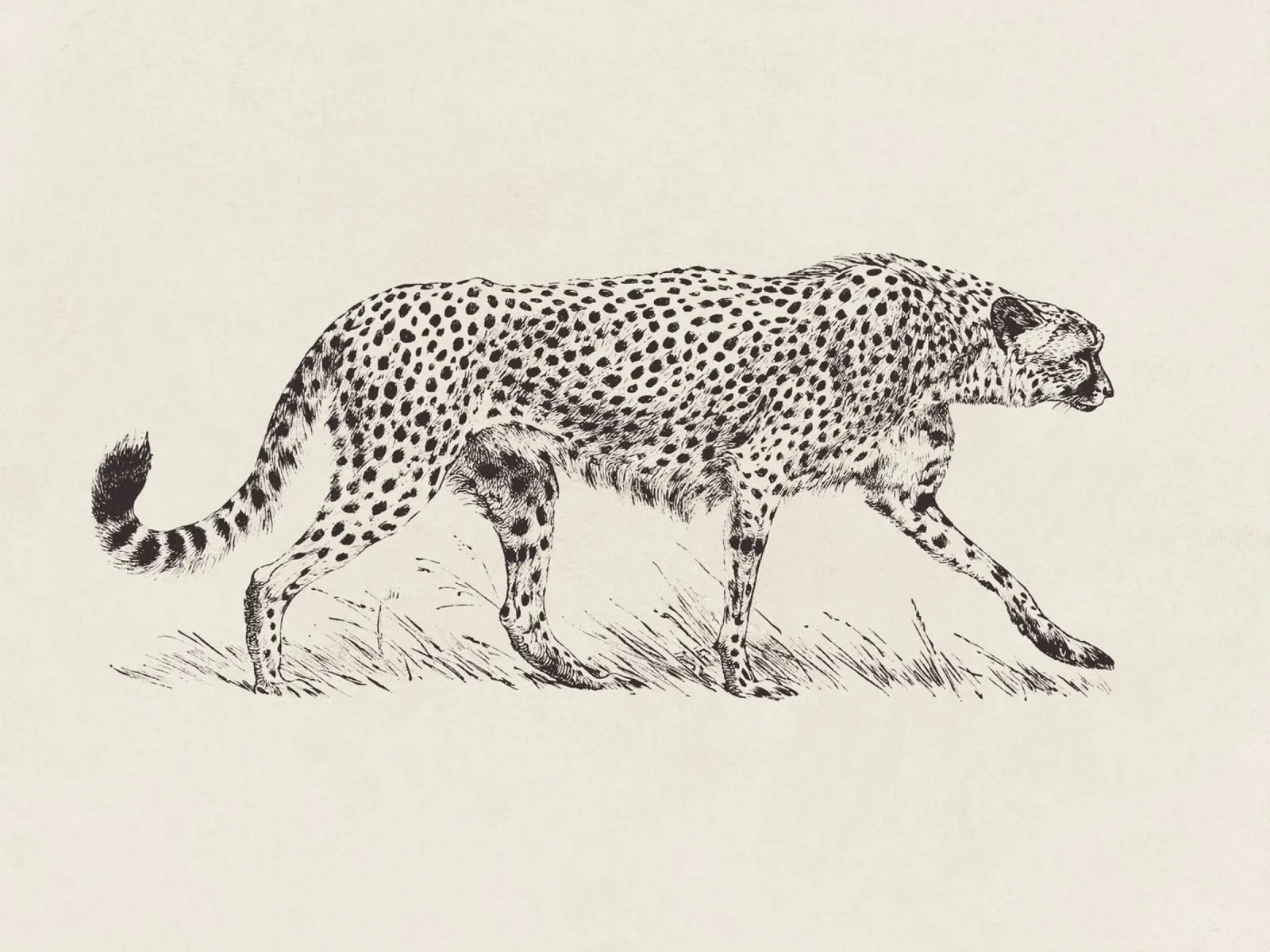 Cheetah Leopard Sketch carta hahnemühle da apoloprints