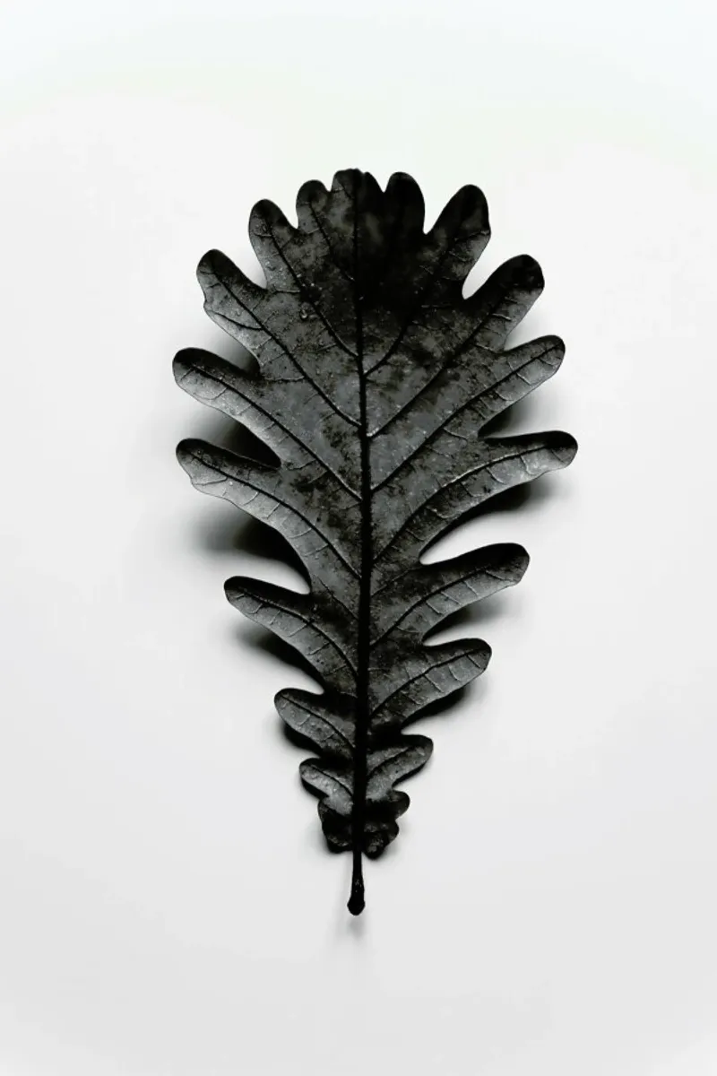 Autumn Treasures - Black Oak Leaf backlit film by Studio Nahili