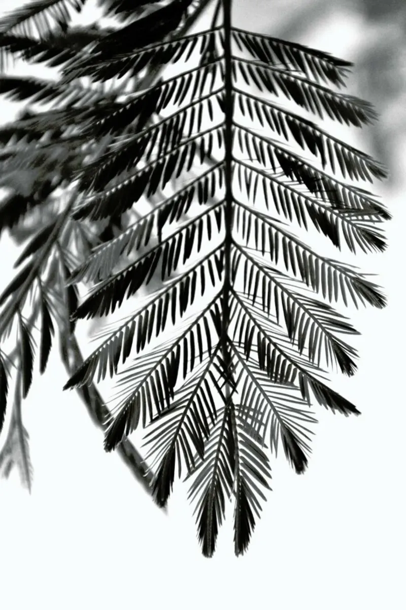Delicate & Beautiful Plants pellicola backlit da Studio Nahili