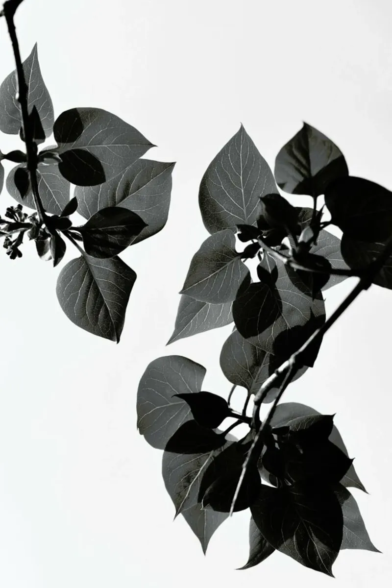 Green is the Color of Life pellicola backlit da Studio Nahili
