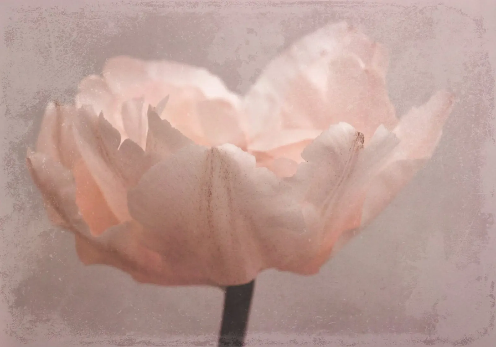 tulip dream poster con telaio in plastica da Visuelle Poesie am Wegesrand