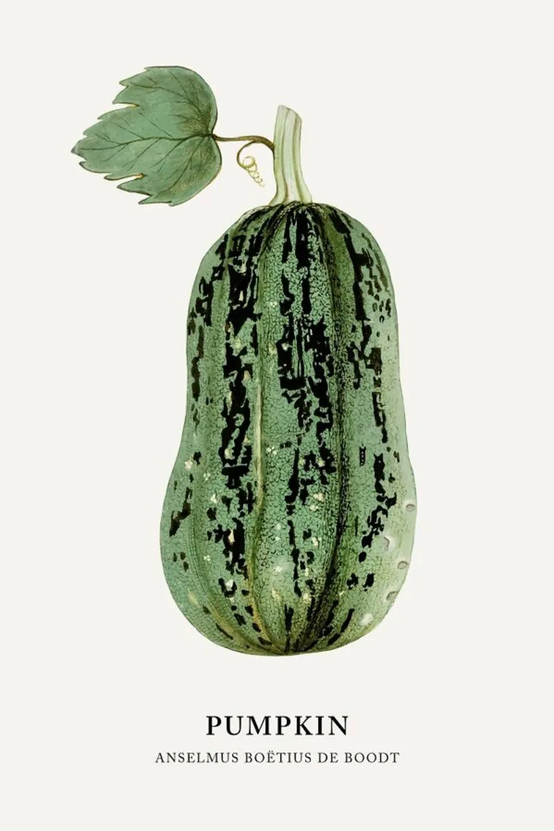 Anselmus Boëtius de Boodt - Pumpkin alluminio dibond da Vintage by JUNIQE