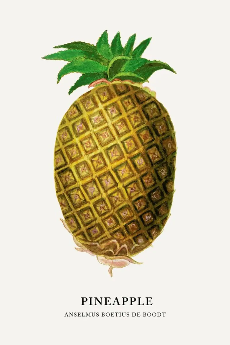 Anselmus Boëtius de Boodt - Pineapple pellicola backlit da Vintage by JUNIQE