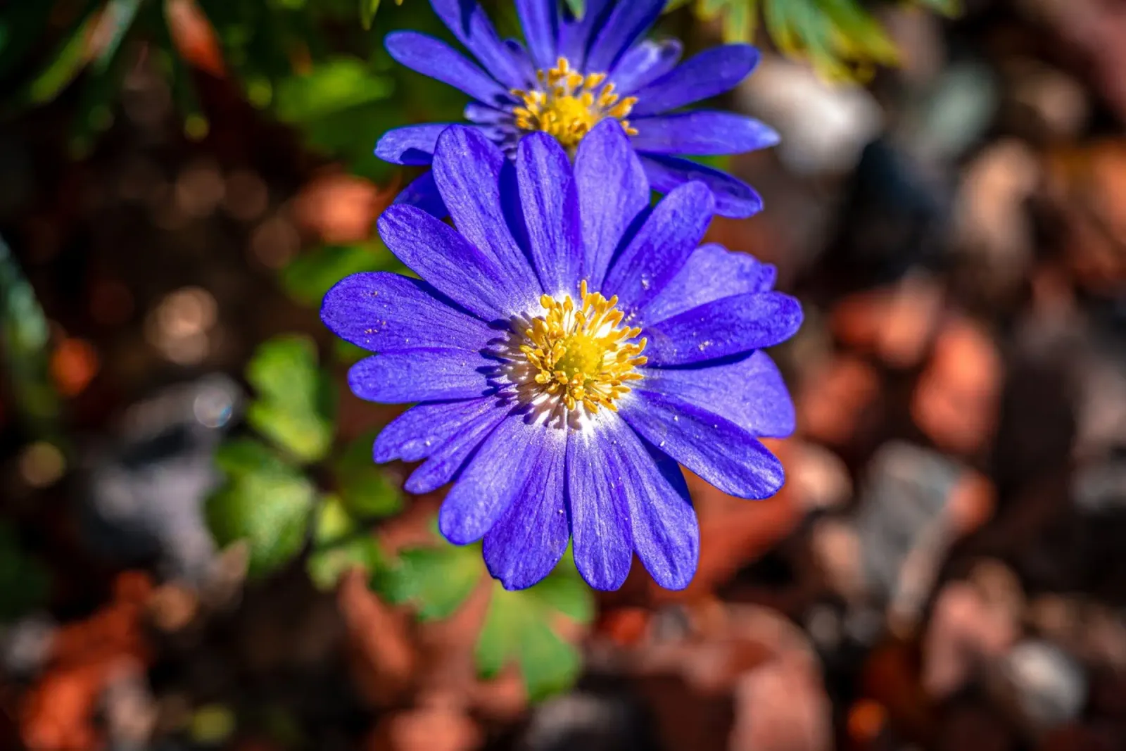 Anemone dei Balcani in primavera pellicola backlit da Marcus Beckert | Fotografie
