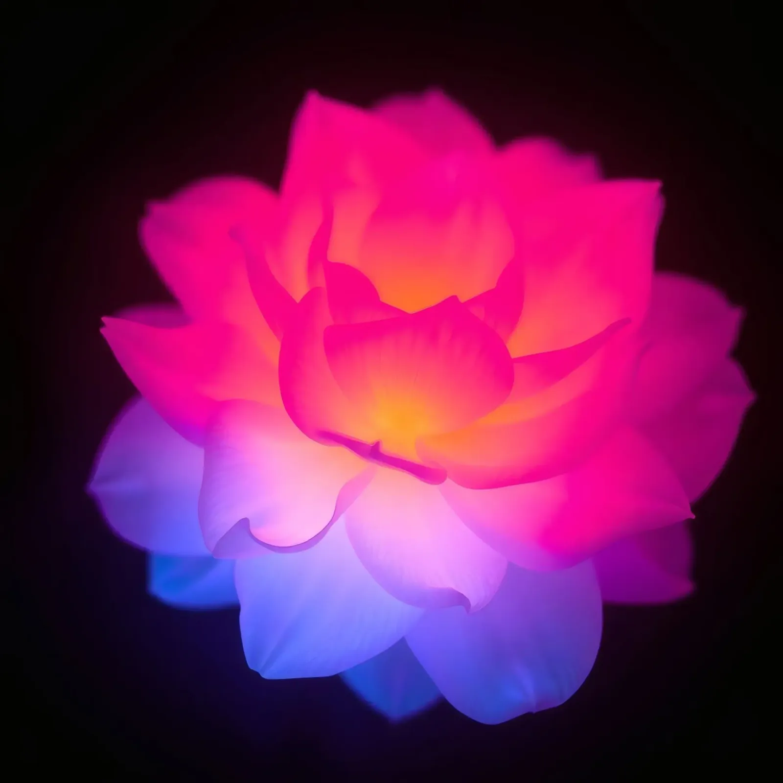 Kleurrijke verlichte lotusbloem gloeiend in het donker canvas met Baklijst van DesignDoodle