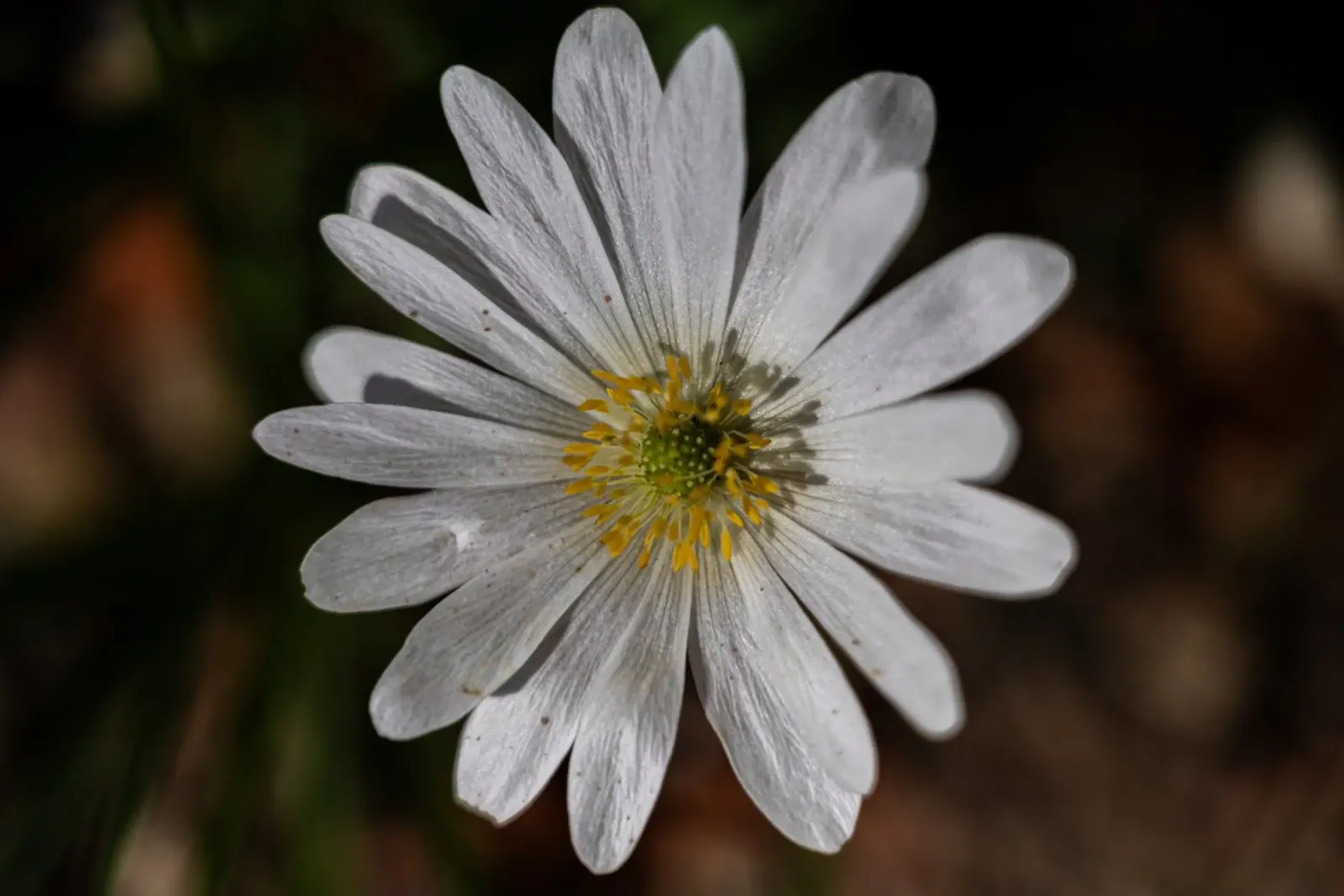 Anemone balcanica bianca in primavera pellicola backlit da Marcus Beckert | Fotografie