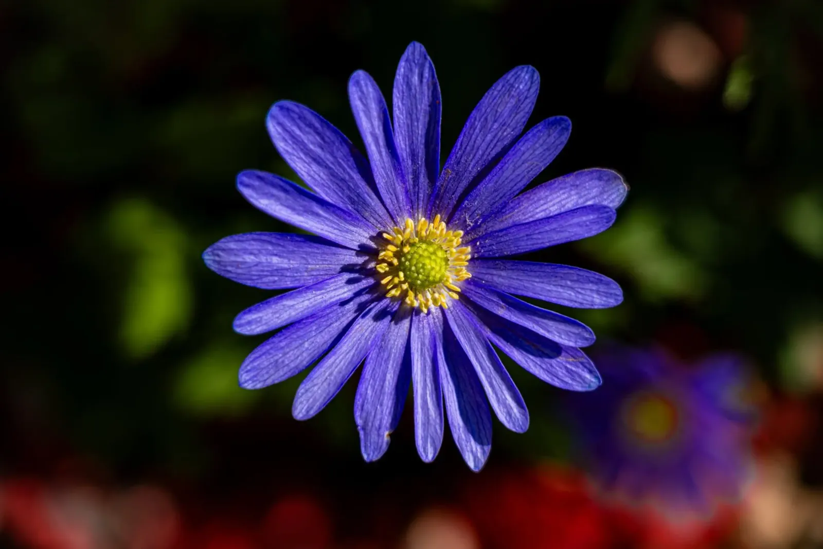 Flower of a Balkan anemone canvas by Marcus Beckert | Fotografie