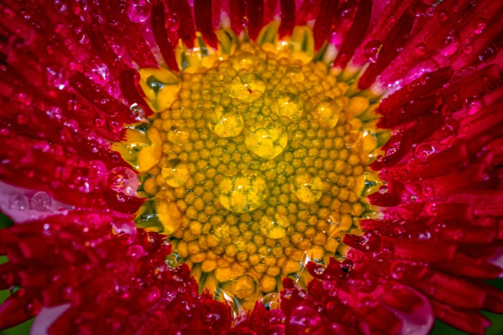 Margherita rossa con gocce d'acqua pellicola backlit da Marcus Beckert | Fotografie