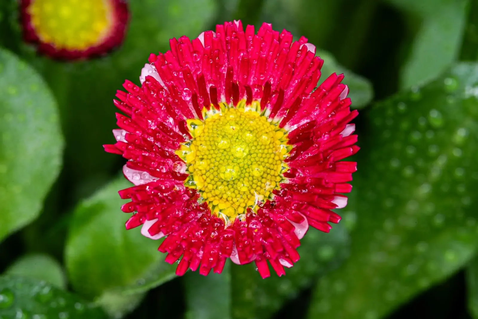 Red daisy in spring canvas by Marcus Beckert | Fotografie