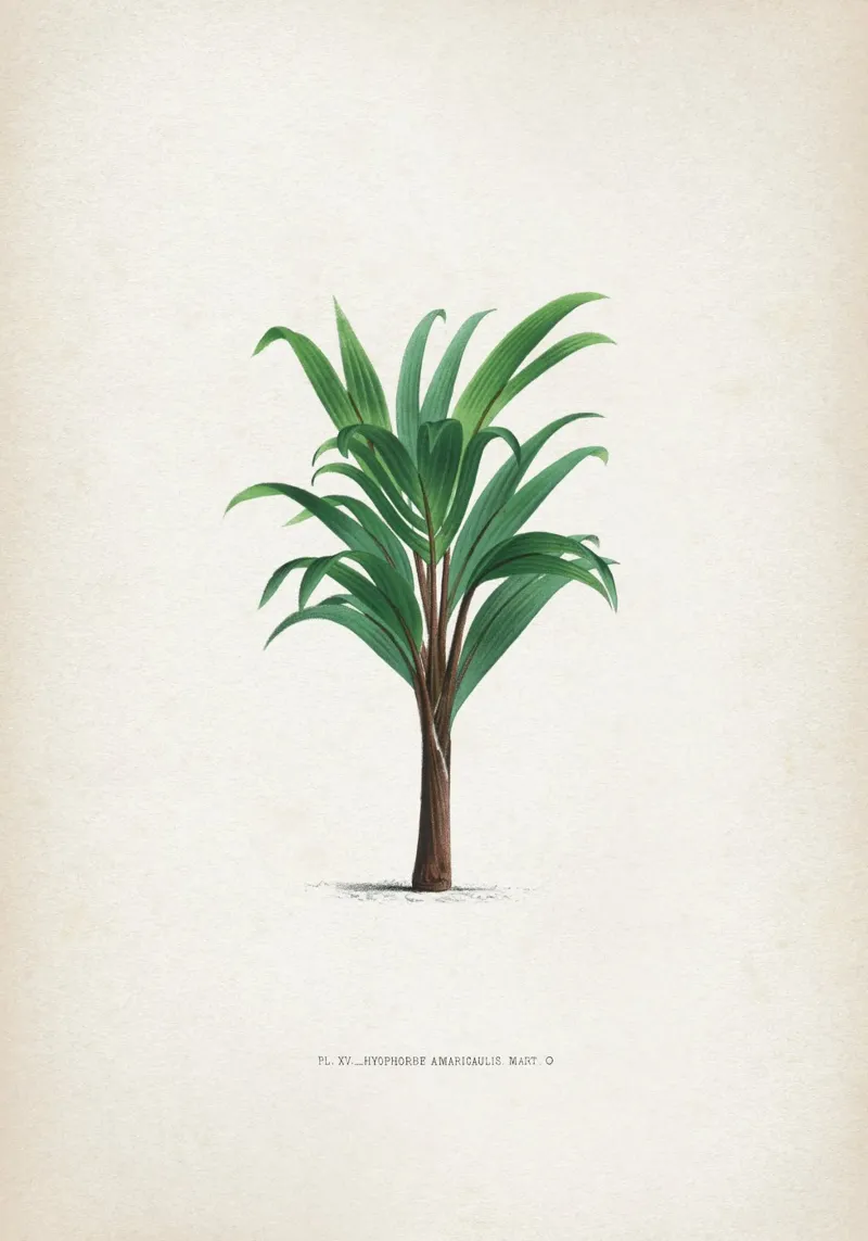 Vintage Kerchove 3 Les Palmiers 15 poster con telaio in plastica da Vintage Print Collection