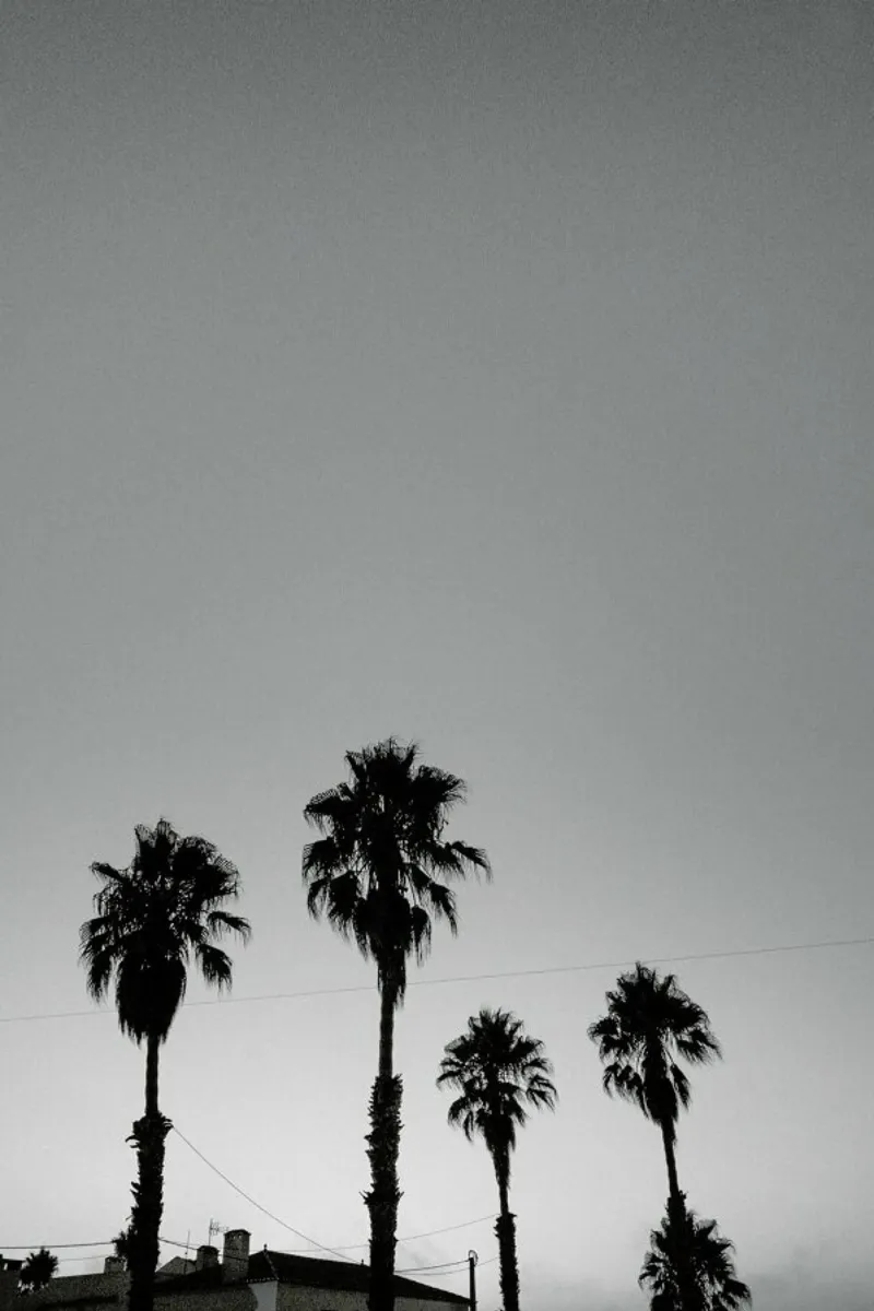 Group Of Palms pellicola backlit da Sebastian Hilgetag