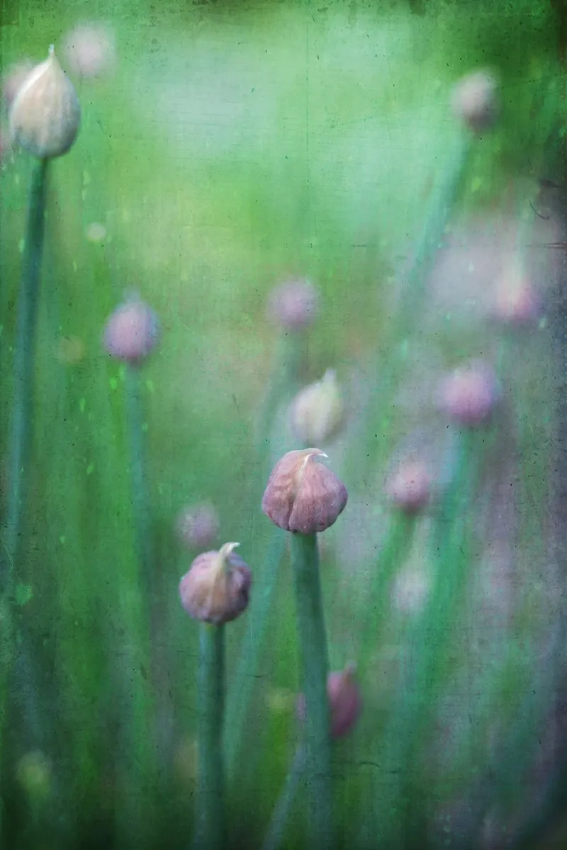 chives tela con Cornice a cassetta da Visuelle Poesie am Wegesrand