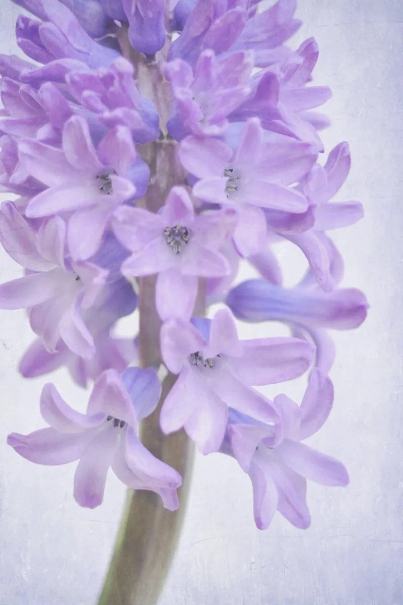 lilac acrylic glass by Visuelle Poesie am Wegesrand