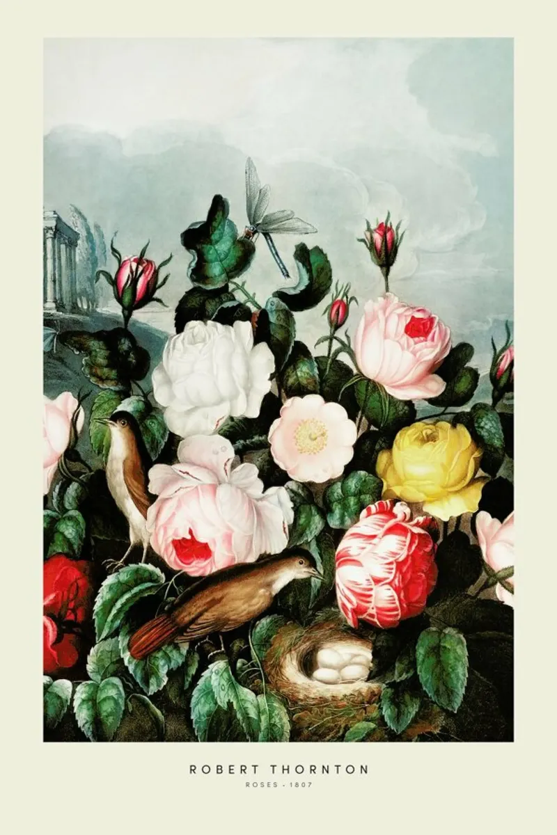 Thornton - Roses pellicola backlit da Vintage by JUNIQE