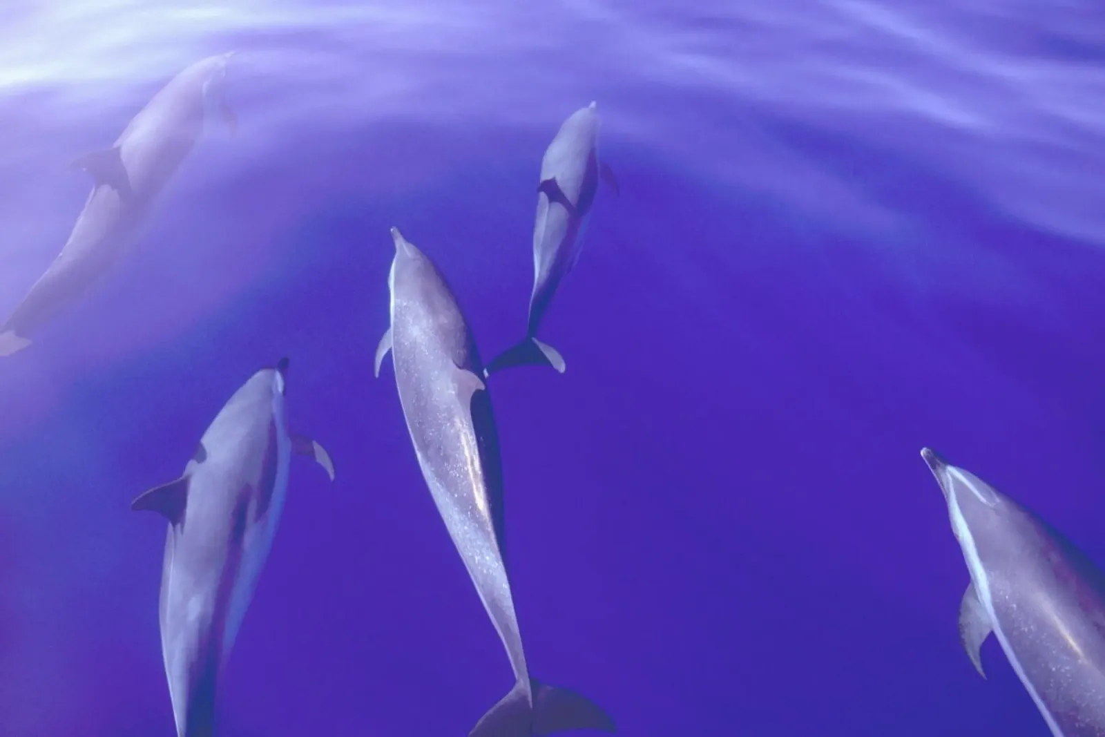 Dolphin Pod pellicola backlit da Natural Kingdom
