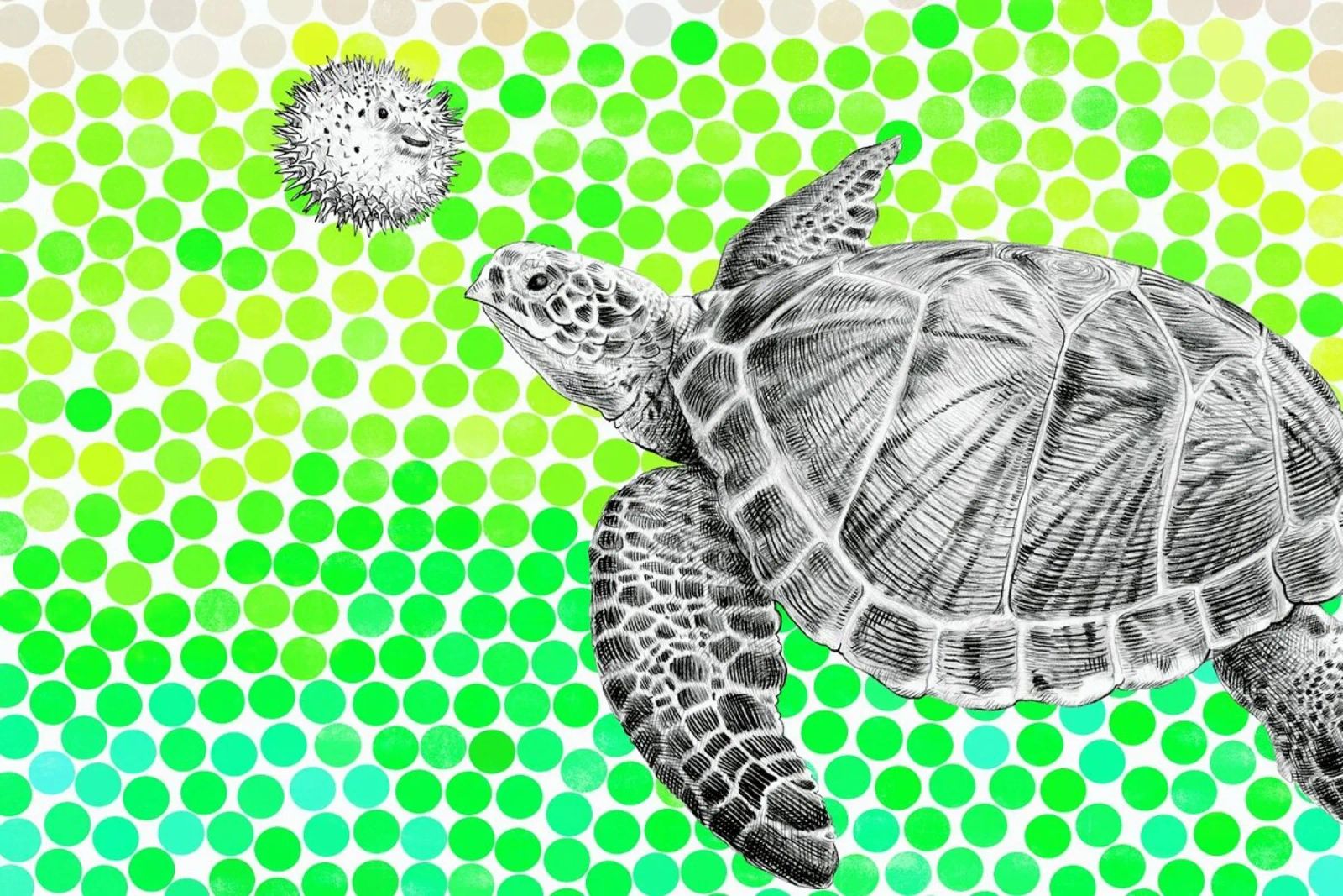 Turtle and Pufferfish plexiglass da Eric Fan