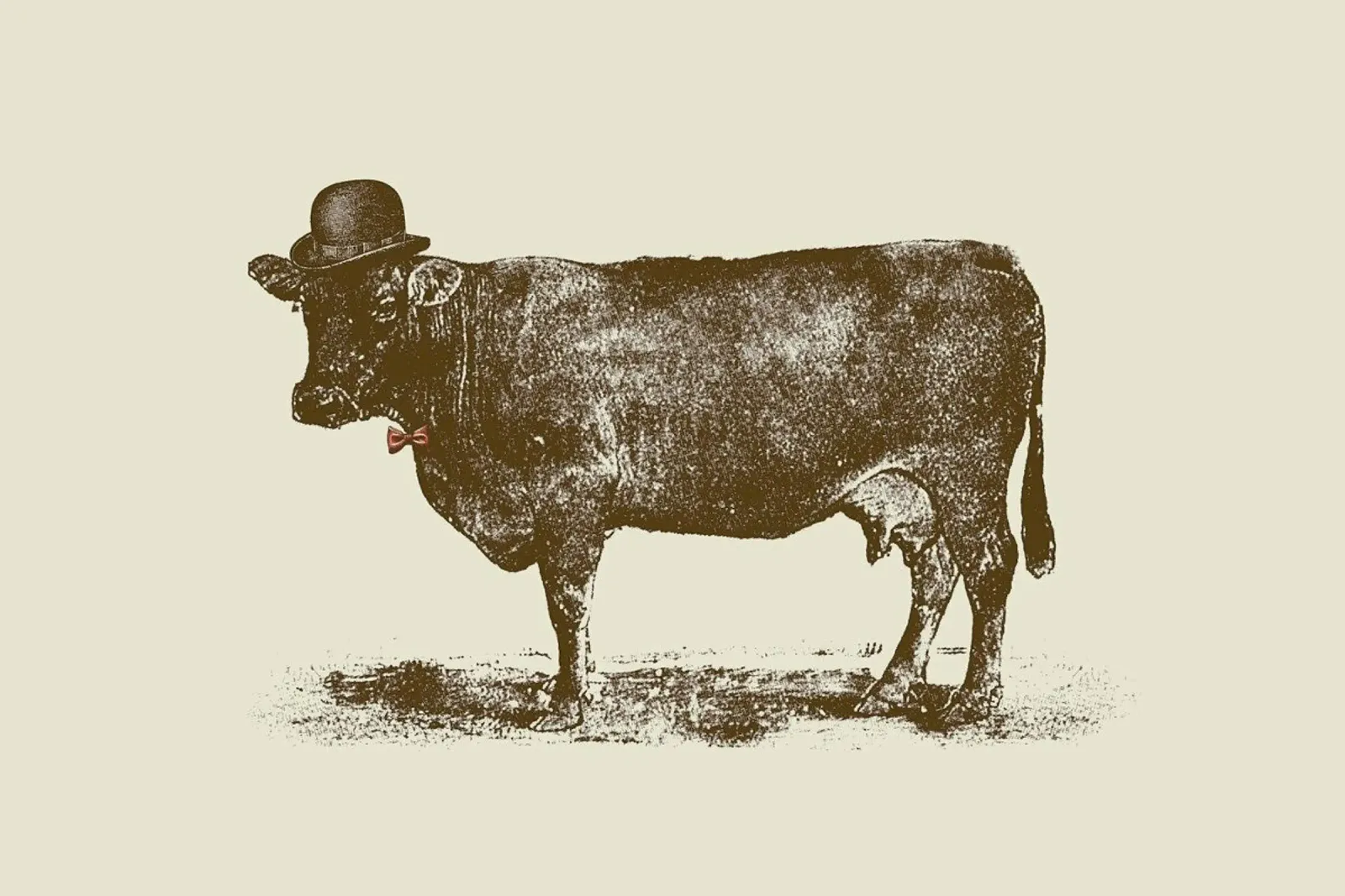 Cow Cow Nut pellicola backlit da Florent Bodart