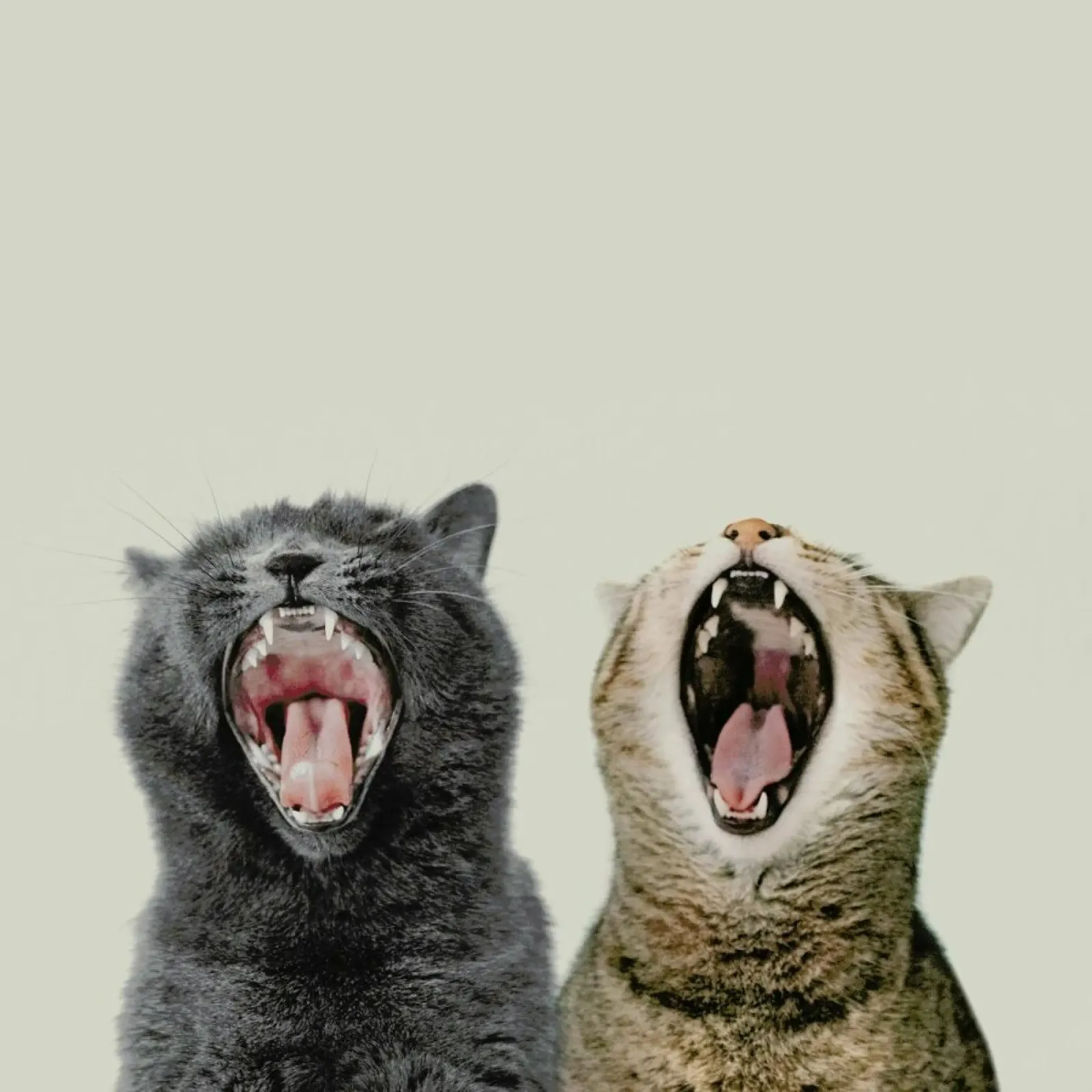 Cat Choir pellicola backlit da Natural Kingdom
