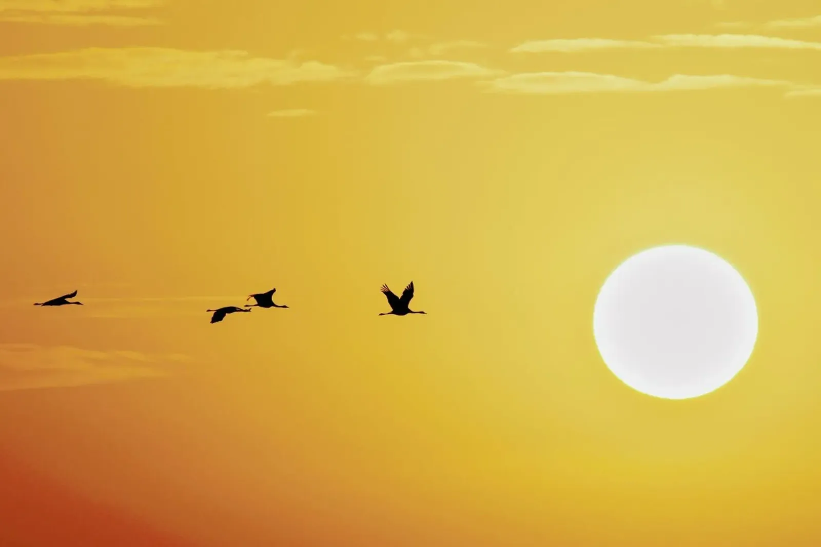 Birds in Golden Sunlight plexiglass da EyeEm Mobile GmbH