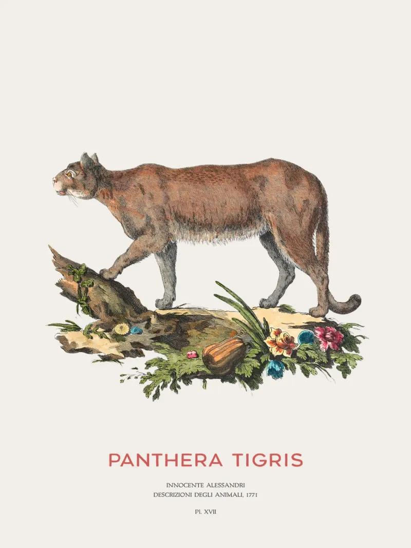 Vintage Tiger Scientific Art hahnemühle by Vintagrafica