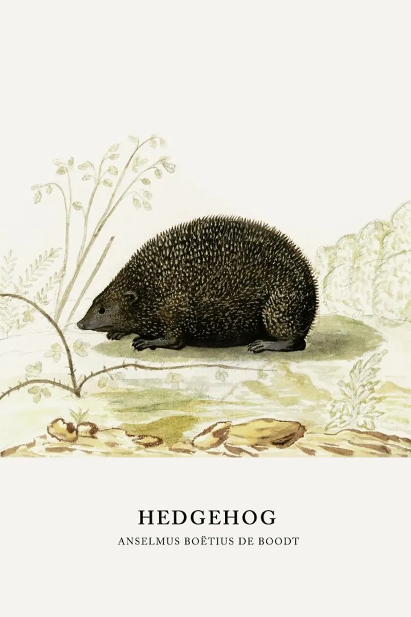 Anselmus Boëtius de Boodt - Hedgehog pellicola backlit da Vintage by JUNIQE