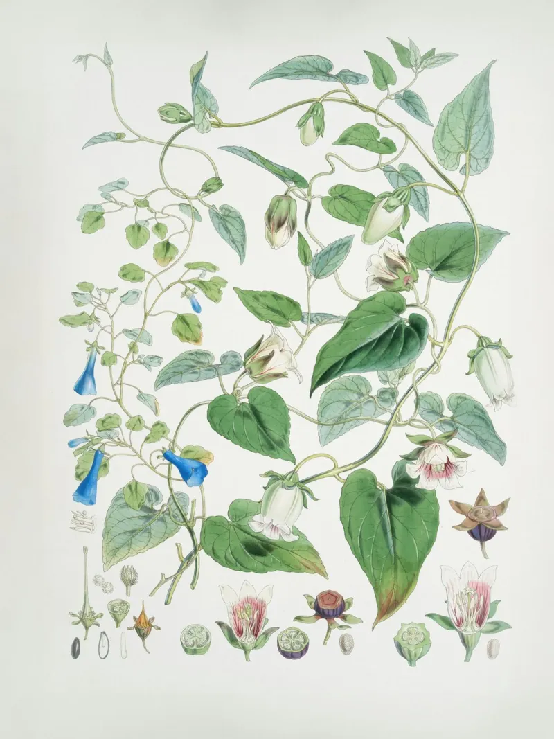 vita nella natura poster da NEW LIFE