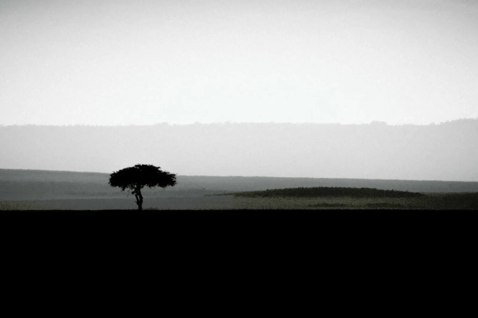 The Sole Tree pellicola backlit da METROPOLIS