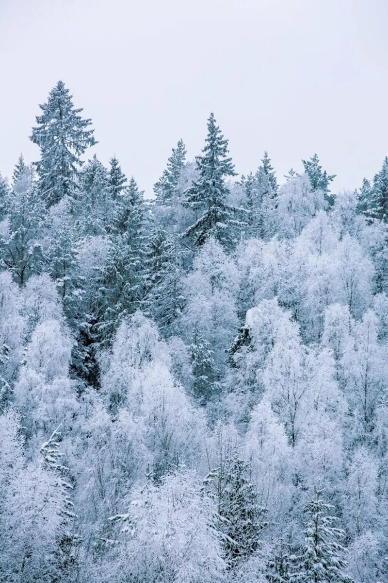 Frosted Firs pellicola backlit da METROPOLIS