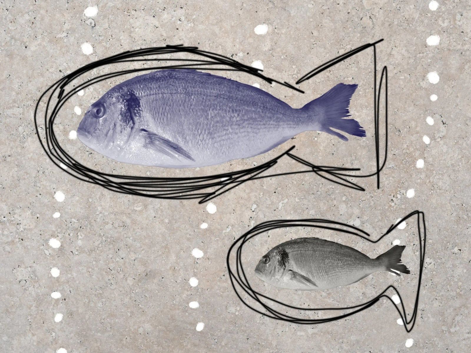 Pescado Poster von studio Dingens