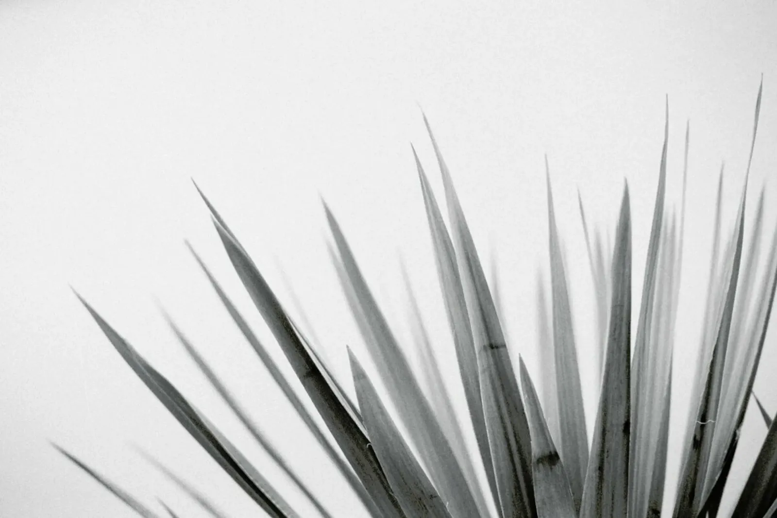 Pointy Leaves poster con telaio in plastica da Nur Mut