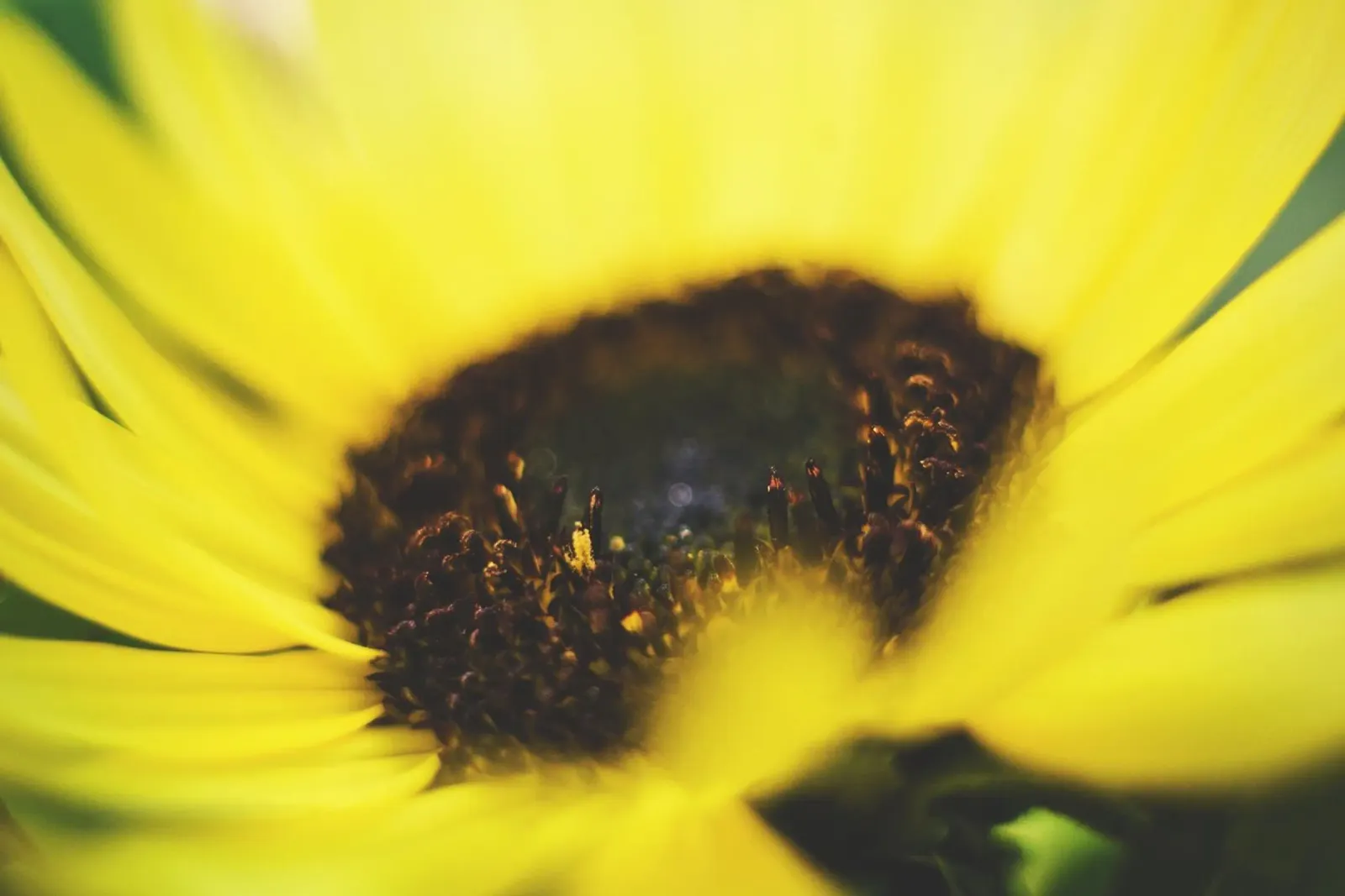Poesia in fiore selvaggio alluminio dibond da PhotoVibe Decor