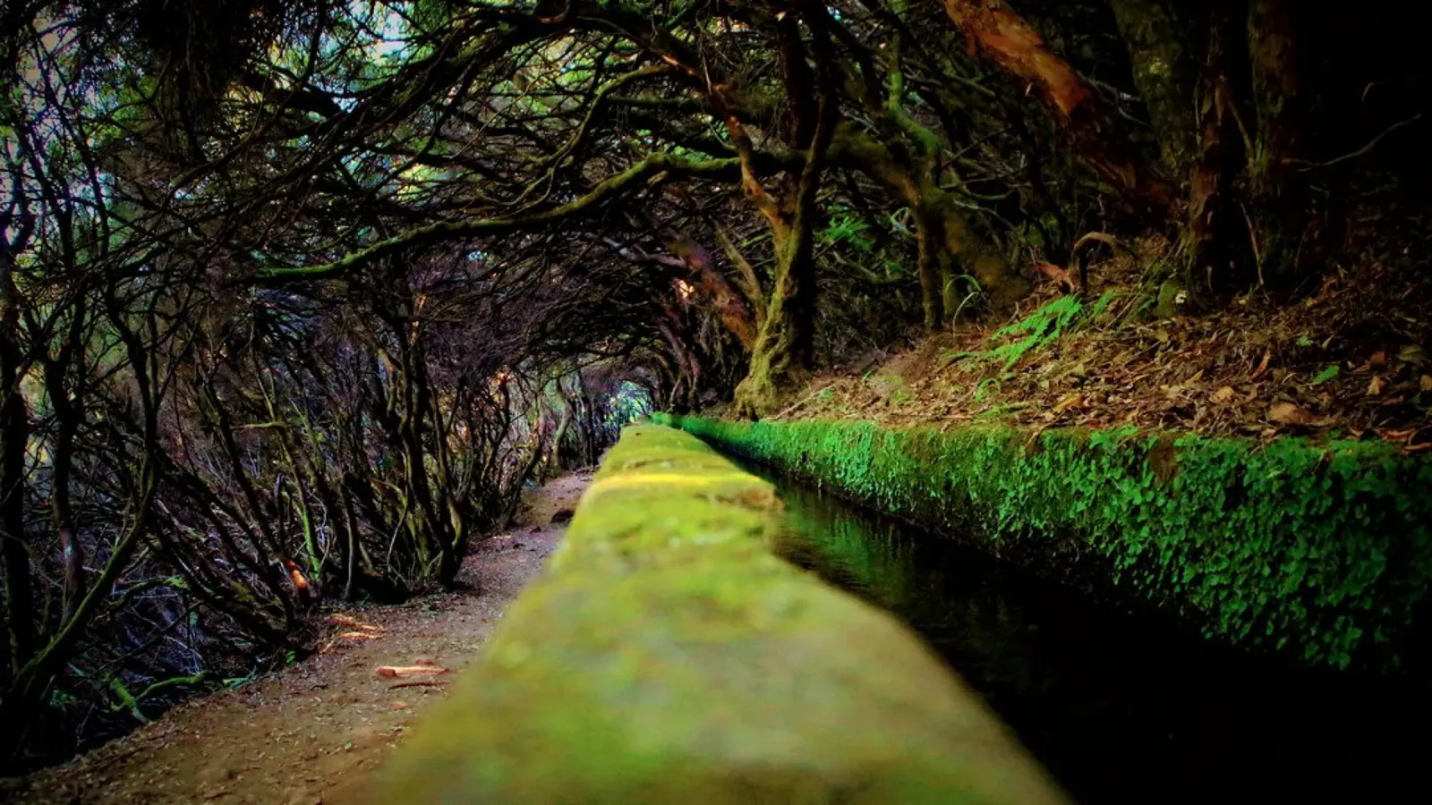 Madeira's (#01) Enchanted Levada: A Mossy Path pellicola backlit da zenitt