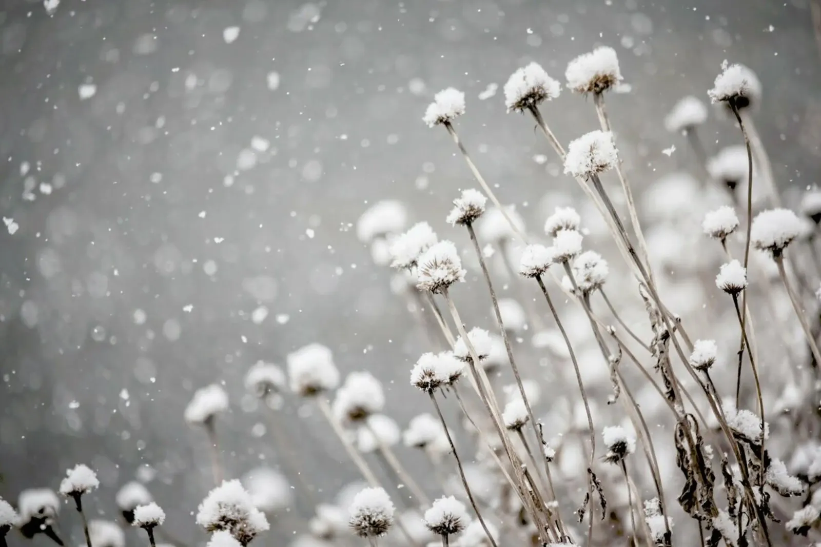 Watching Snow Settle @PixLifePhoto pellicola backlit da EyeEm Mobile GmbH