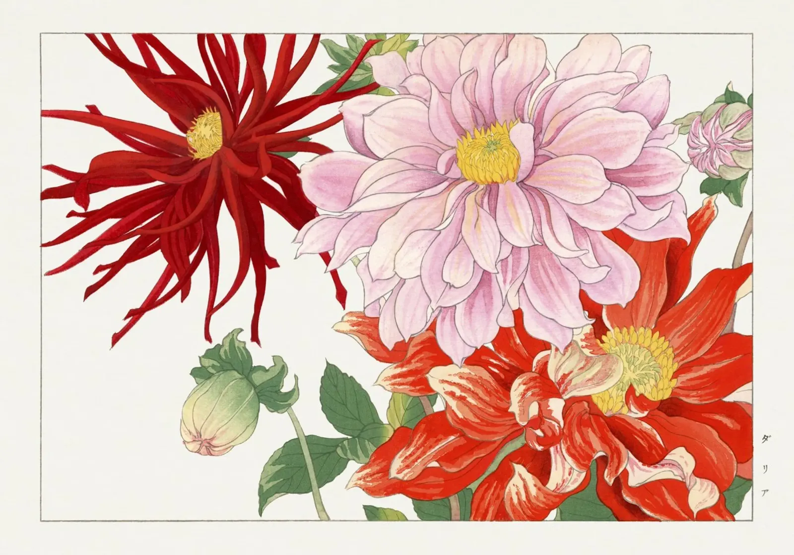 Tanigami Konan Dahlienblüten - Japanischer botanischer Kunstdruck Acryl-Glas von NorwesClub