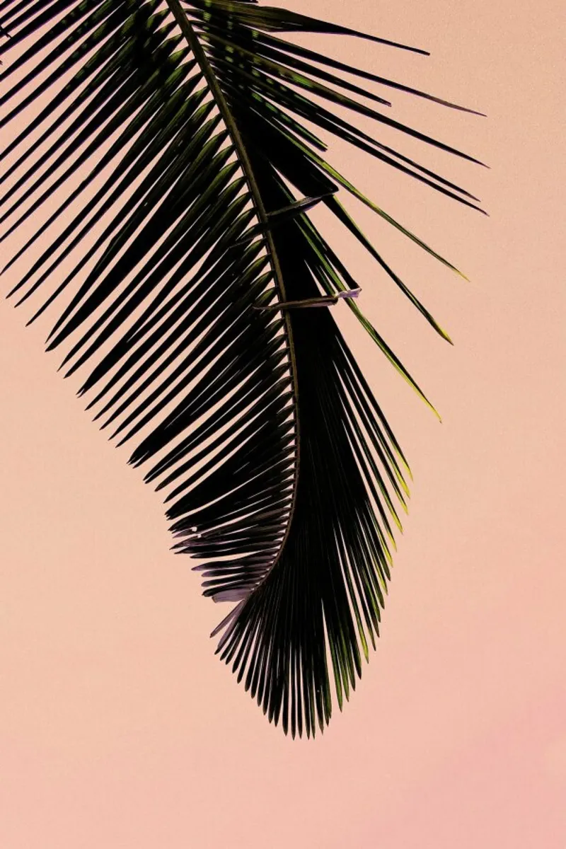 Pink Palm pellicola backlit da EyeEm Mobile GmbH